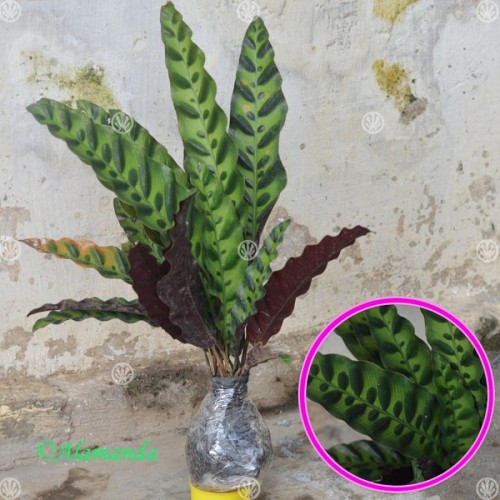 jual Tanaman  Calathea  Lancifolia HP 085608566034